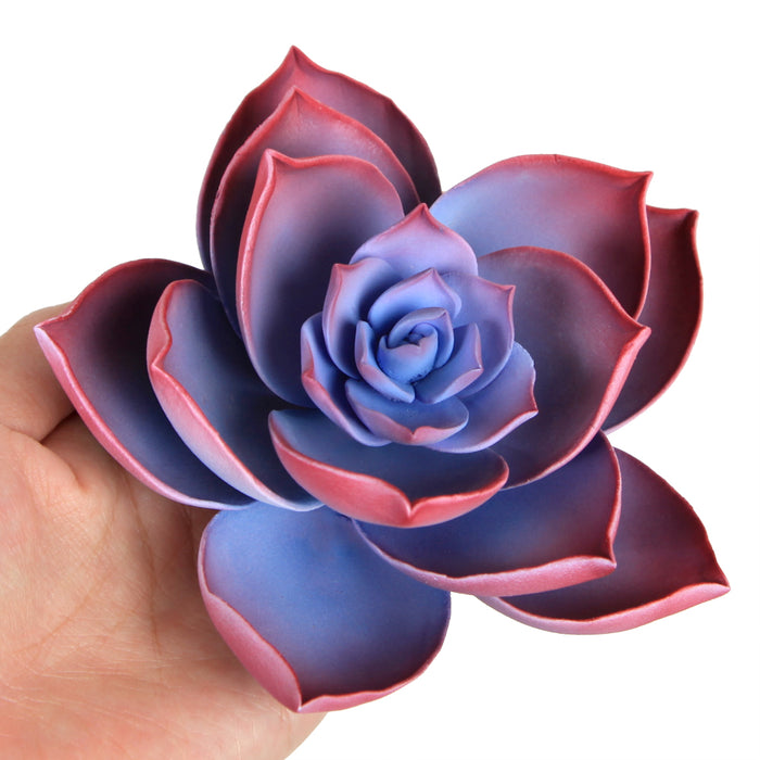blue purple succulent Large Succulent