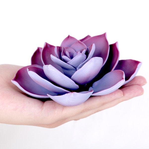 succulent purple Medium Succulent