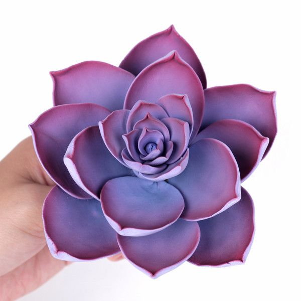 Medium Succulent - Violet