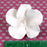White fruit blossom sugarflower made from gumpaste.  Cake decoration.  Wholesale cake supply.  Caljava Bakery Supply.
