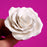 White Garden Rose gumpaste sugar flower cake topper for decorating fondant and buttercream cakes