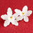 Close-up of a handcrafted 4-inch white Cymbidium orchid sugar flower showing realistic petal texture and lip details.