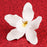 Single white Cymbidium orchid gumpaste sugar flower ready to place as a wedding cake topper. Caljava wholesale cake supply.