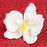 Single white Moth Orchid gumpaste sugar flower ready to place as a cake topper.