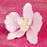 Phalaenopsis Orchids in Light Pink are gumpaste sugarflower cake decorations perfect as cake toppers for cake decorating fondant cakes and wedding cakes. Caljava wholesale cake supply.