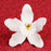 Cymbidium Orchids in White are gumpaste sugarflower cake decorations perfect as cake toppers for cake decorating fondant cakes and wedding cakes. Caljava wholesale cake supply.