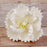 White open gumpaste peony handmade cake decoration.  Gumpaste flower.  Caljava
