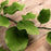 Wholesale commercial box of pre-made green gumpaste rose leaves ideal for high-volume custom bakers